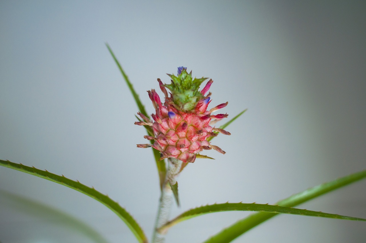 female  flower  nice free photo