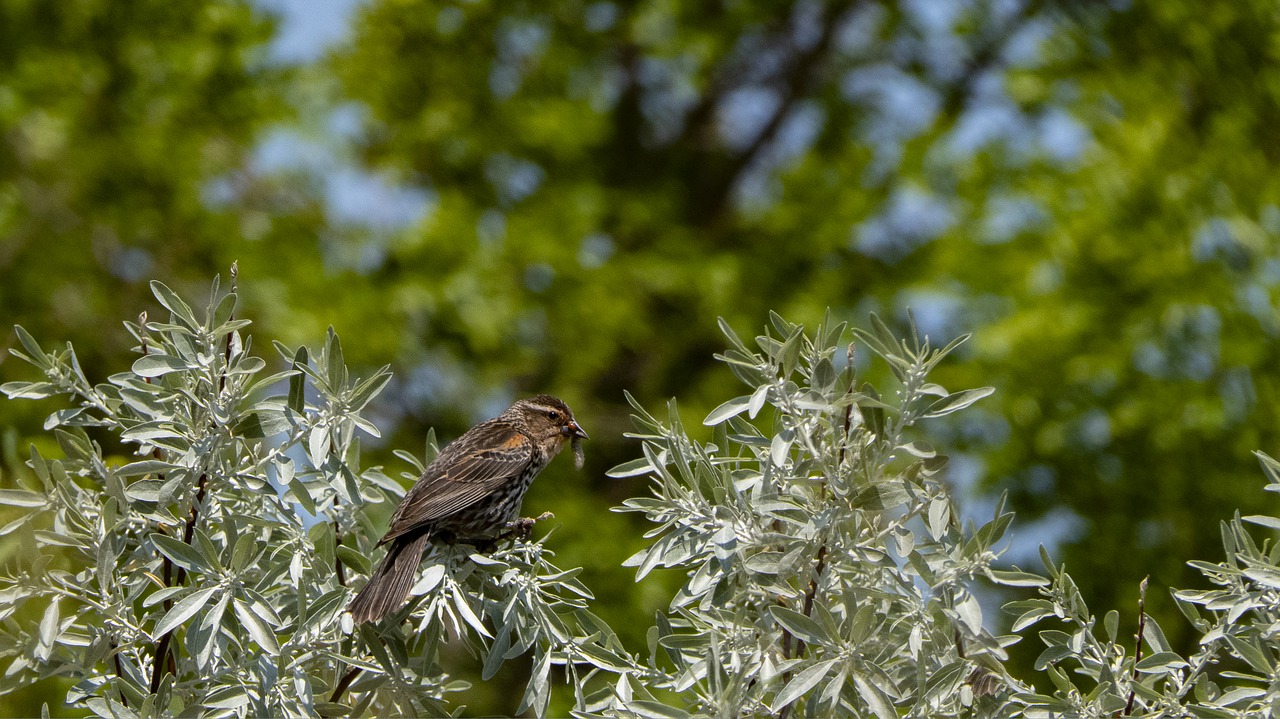 female  redwing blackbird  with insect free photo
