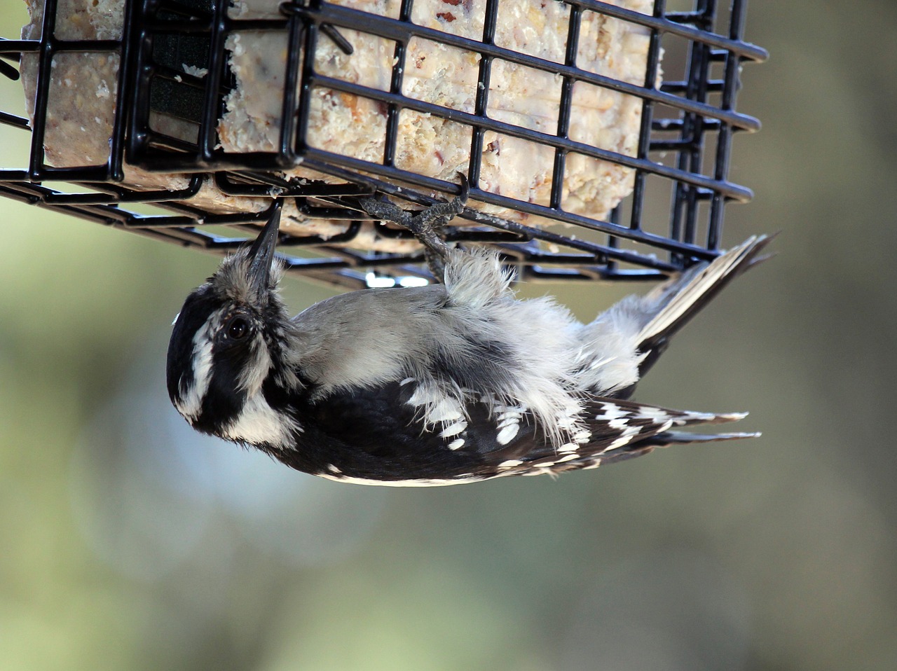 female hairy woodpecker free photo