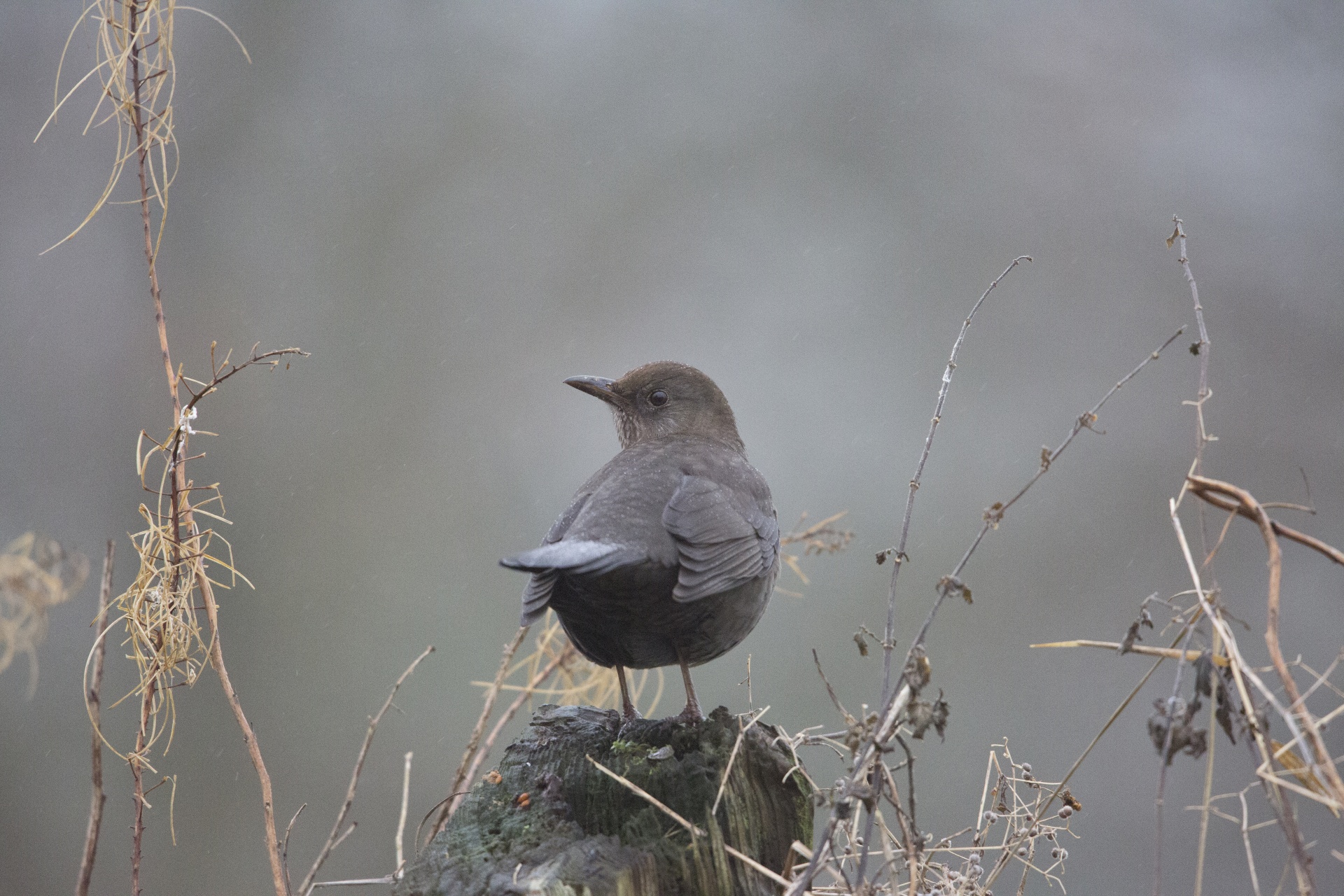 animal bird blackbird free photo