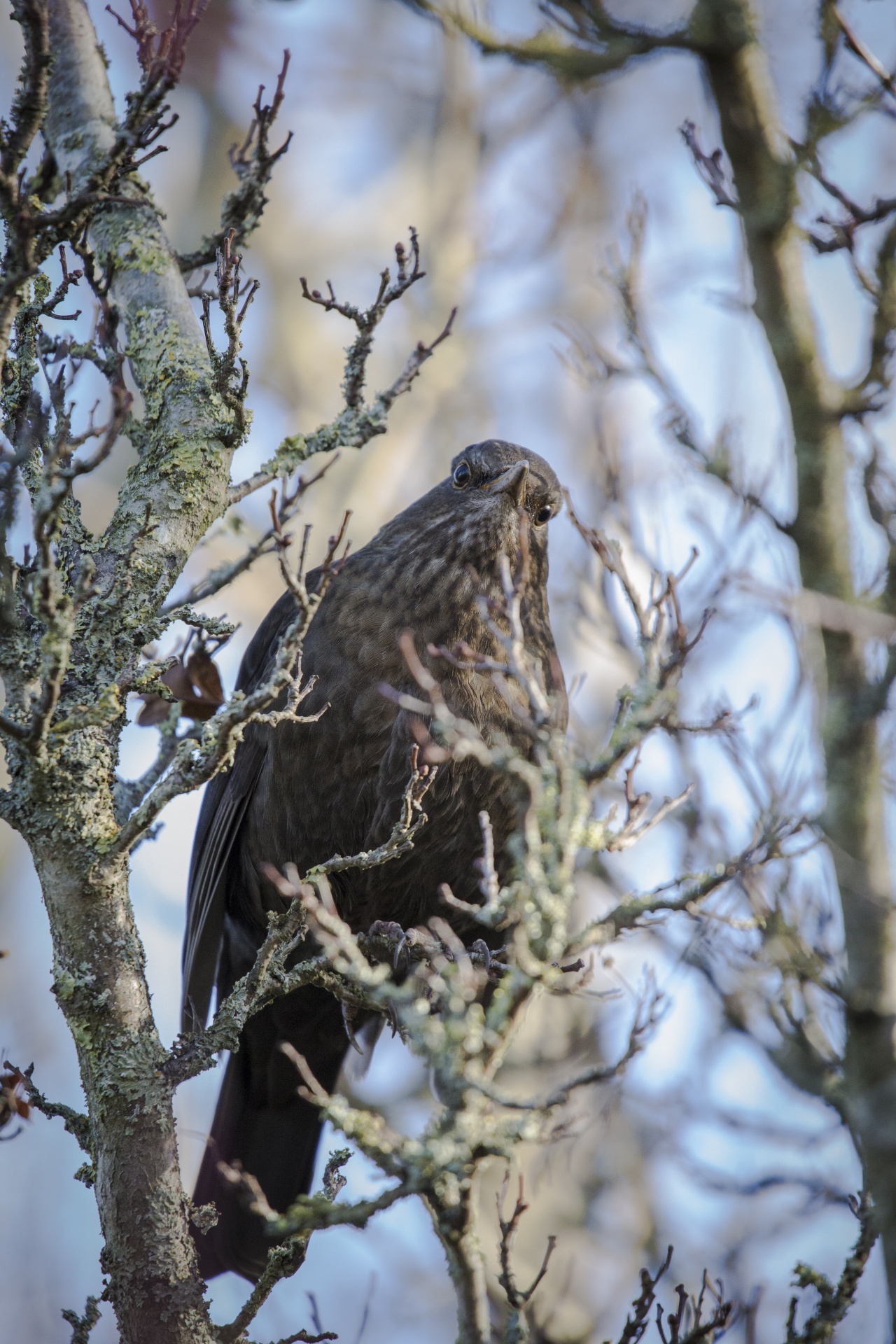 animal bird blackbird free photo