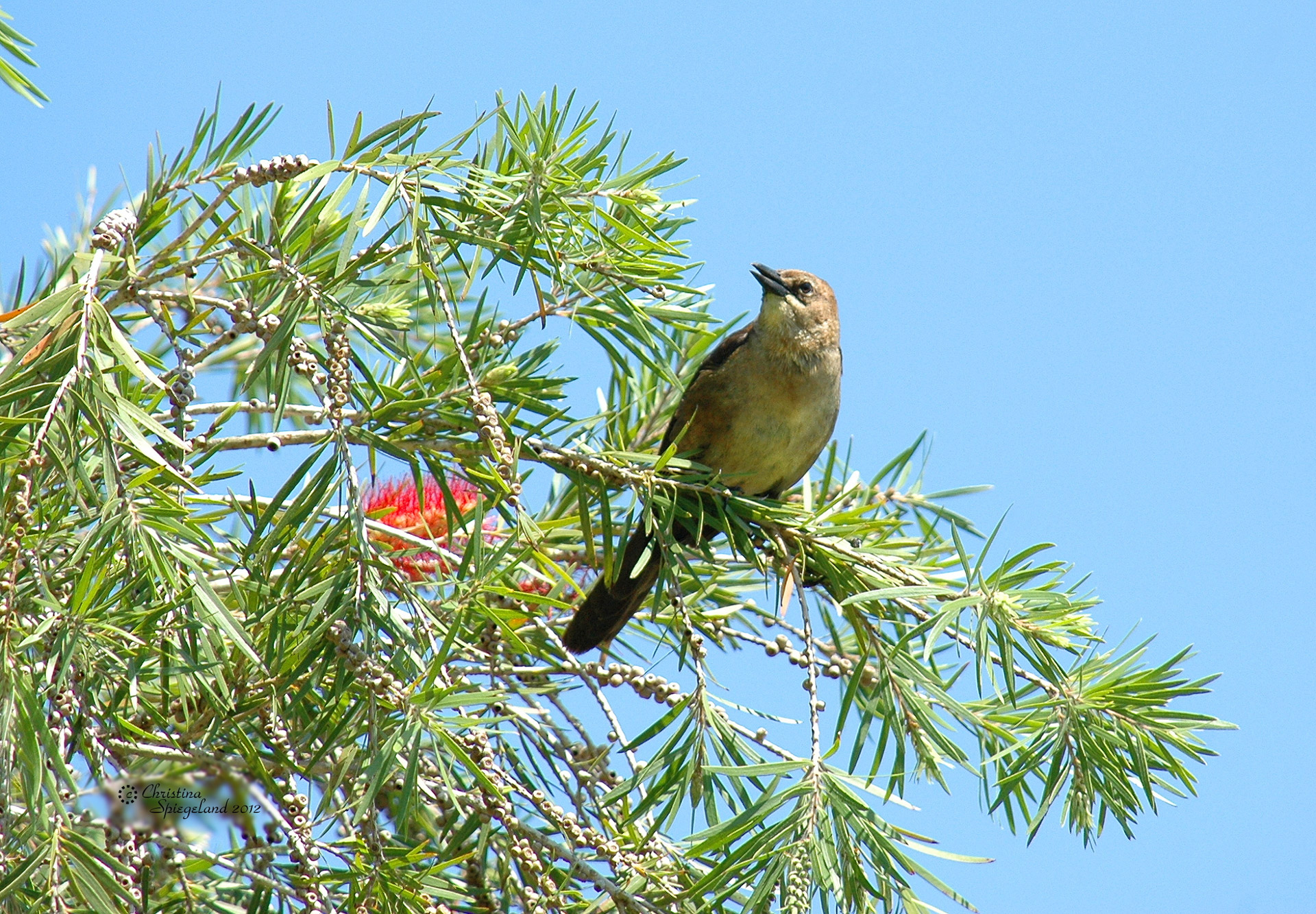 blackbird bird branch free photo