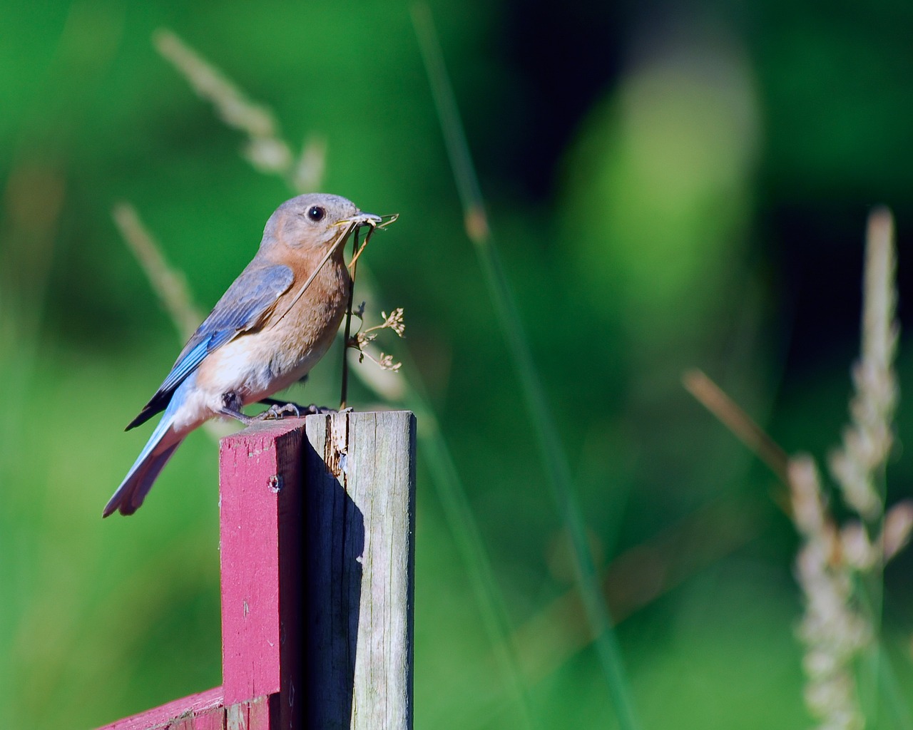 female blue bird blue bird bird free photo