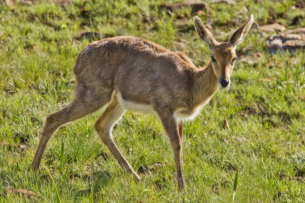 female buck doe deer free photo