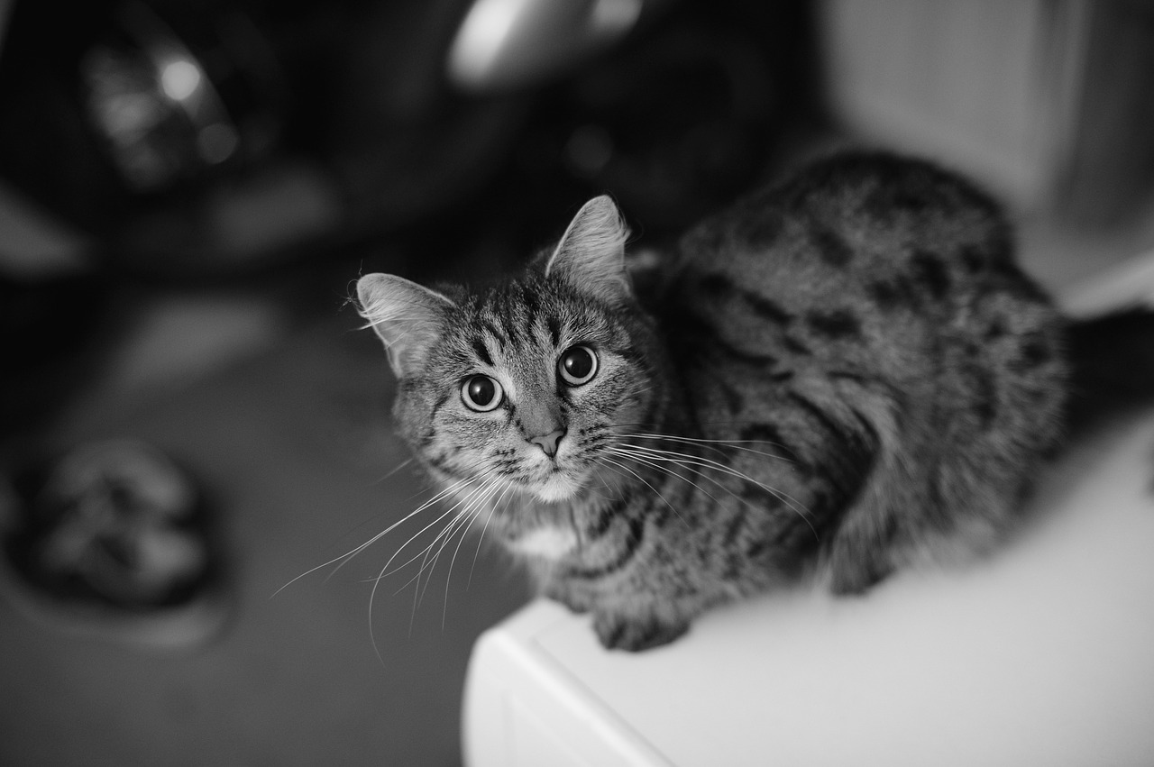 female cat portrait gray-striped cat free photo