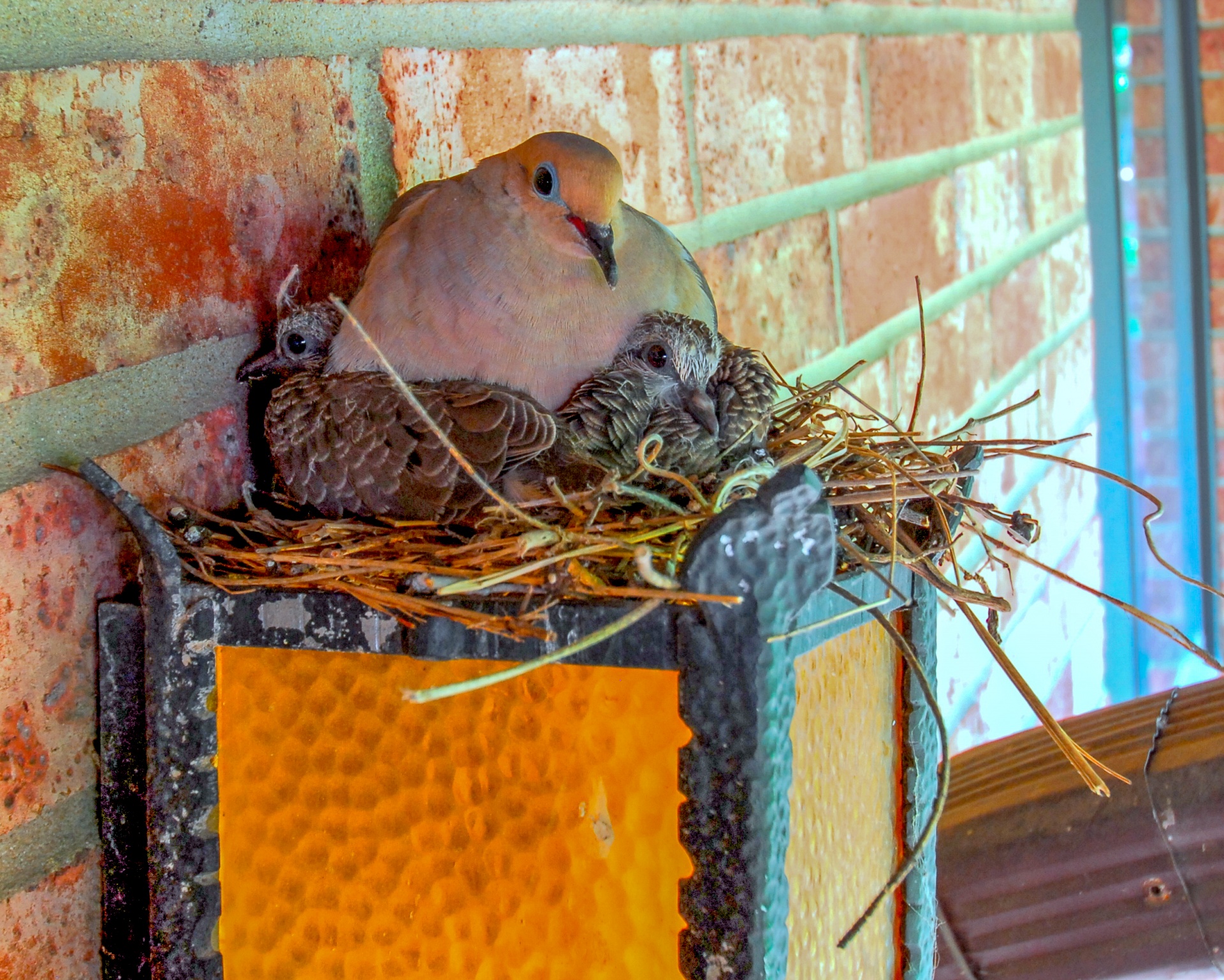 Как избавиться от голубей дома. Гнездо горлицы. Гнездо голубя. Гнездо на балконе. Голубиное гнездо.
