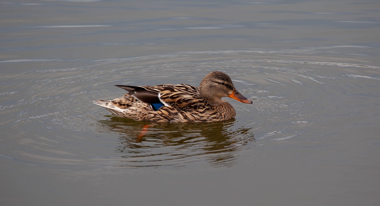 female duck  mallard  anas platyrhynchos free photo