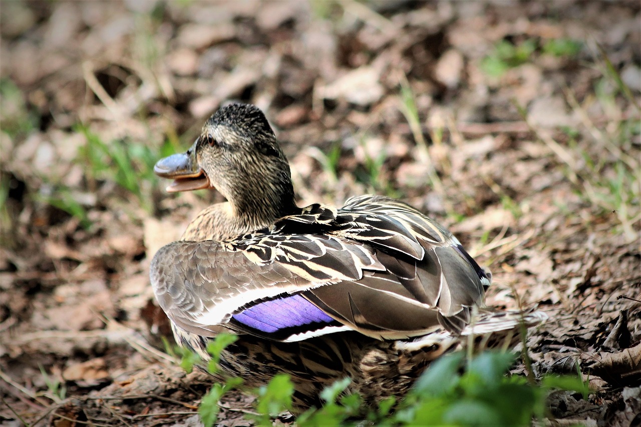 female duck  bird  wildlife free photo