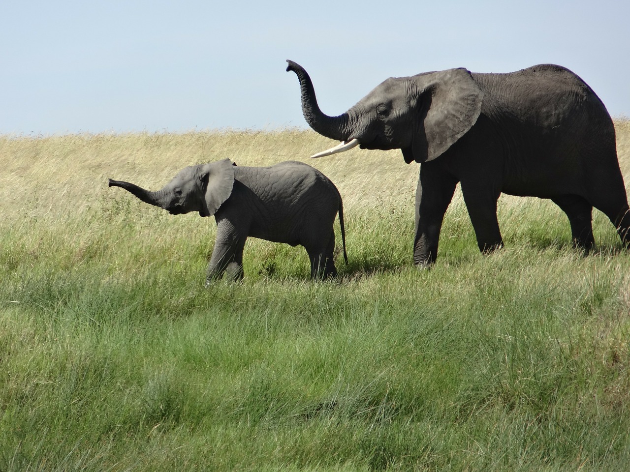 female elephant baby grass free photo