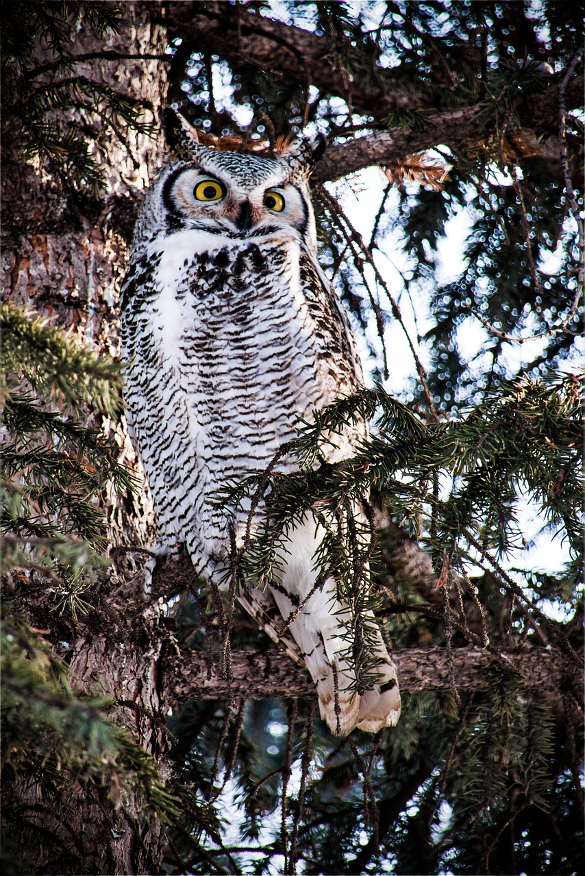 female great horned owl  owl  raptor free photo