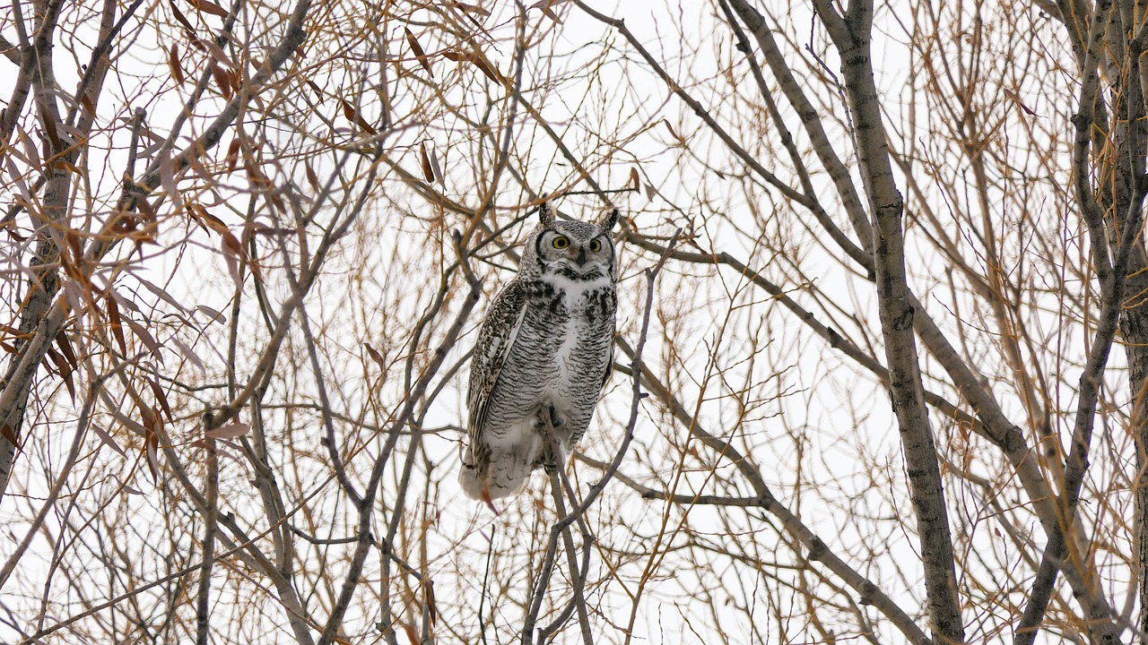 female horned owl  owl  raptor free photo