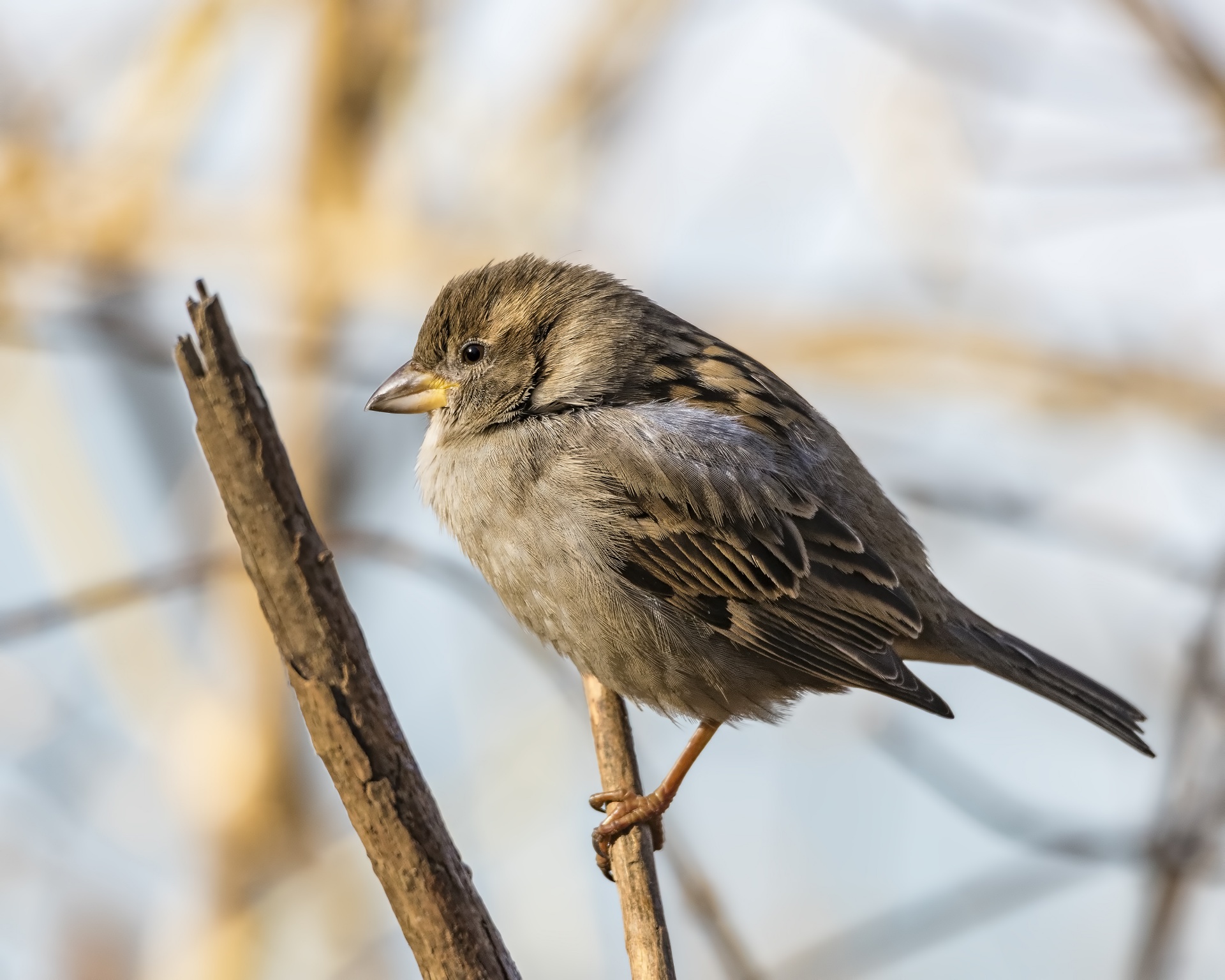 passer domesticus sparrow wildlife free photo