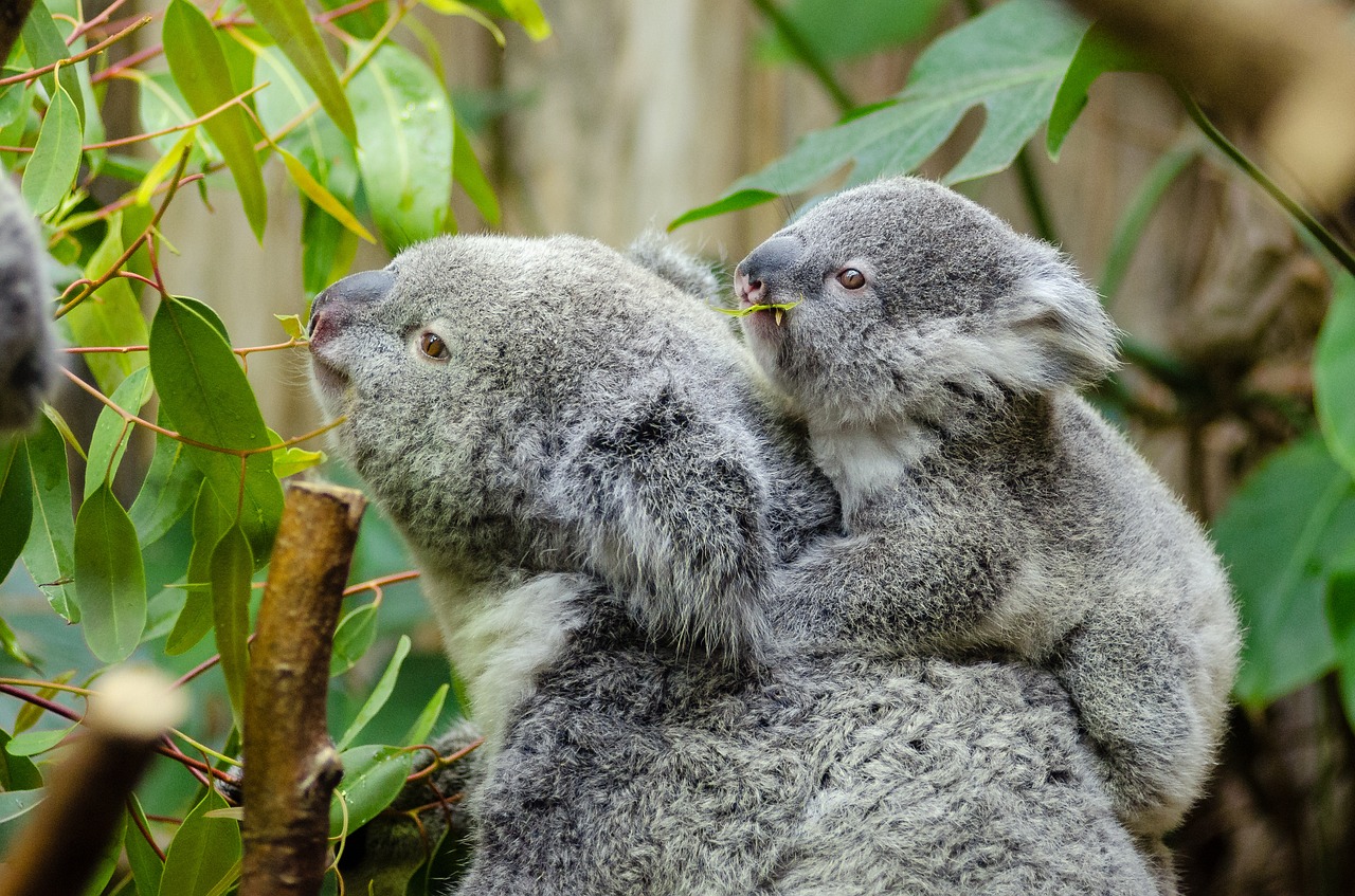 female koala and her baby australian lazy cute free photo