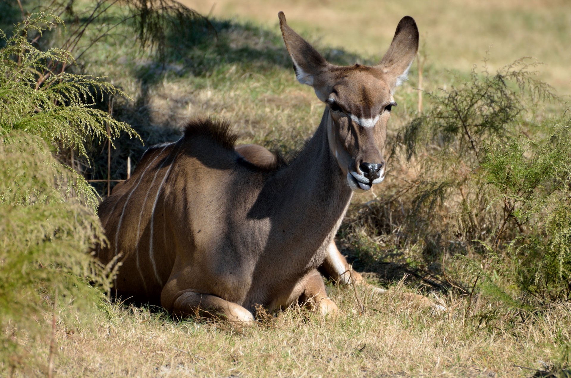kudu antelope africa free photo
