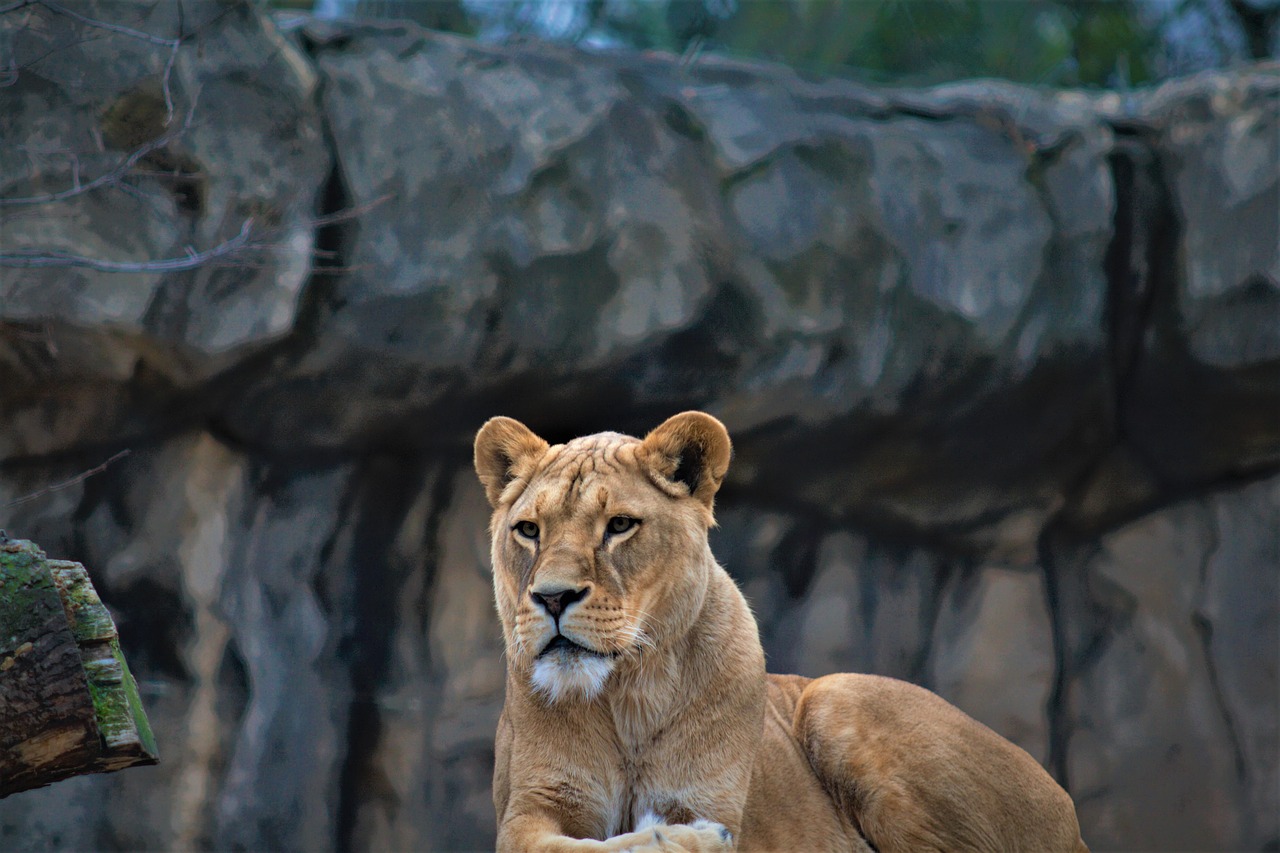 female lion  lion  focus free photo