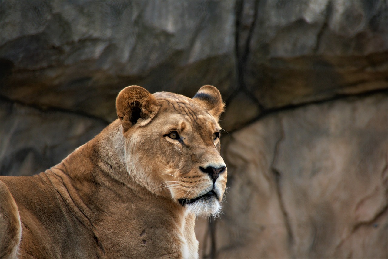 female lion  lion  lion face free photo