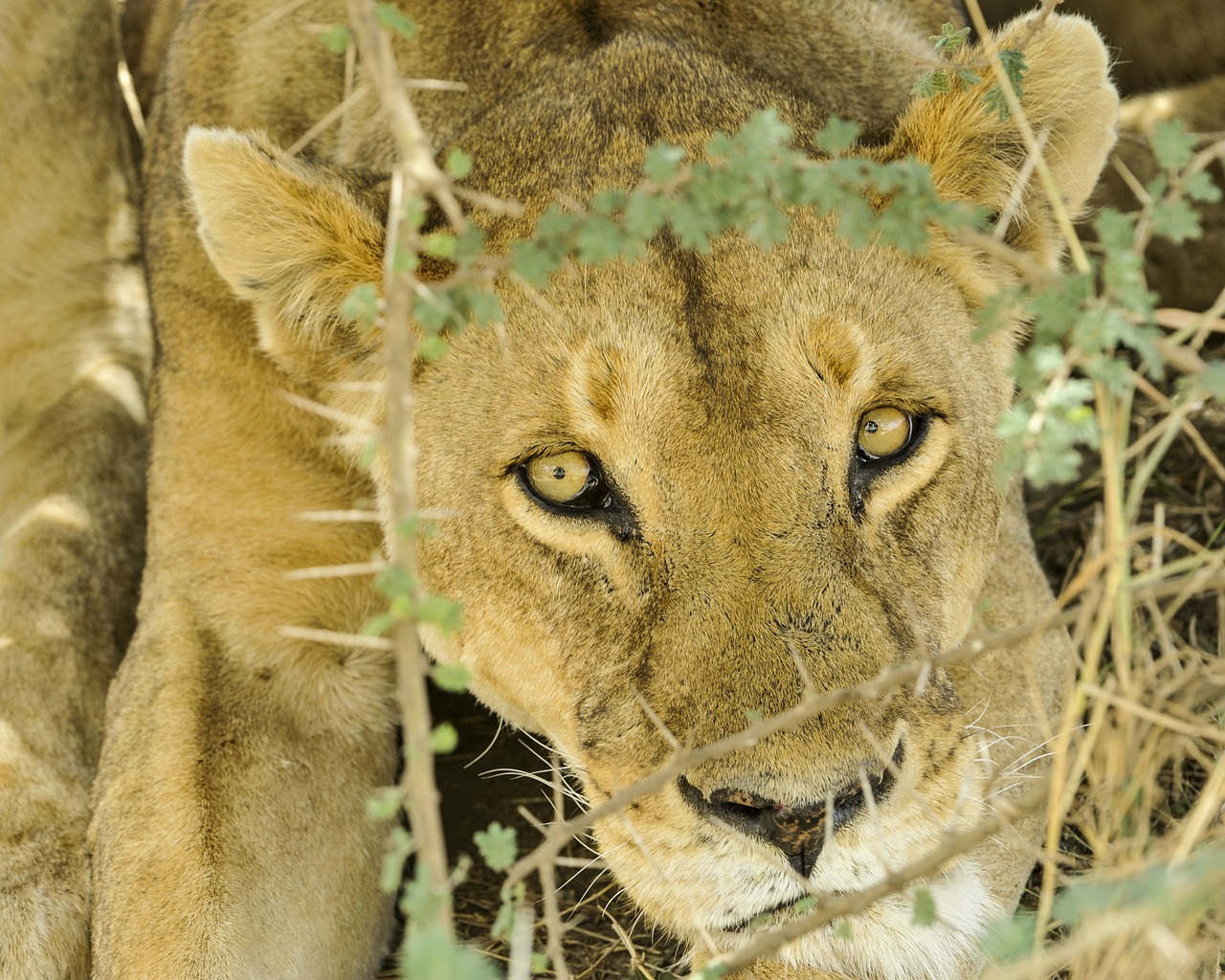 female lion close up staring free photo