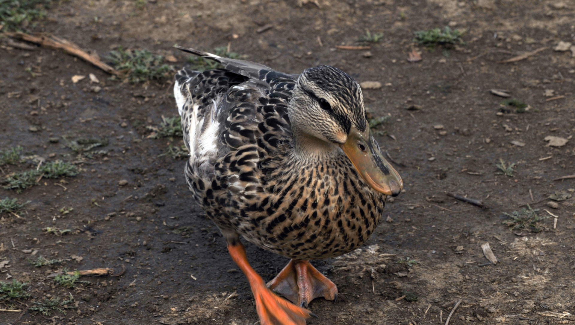 bird duck mallard free photo