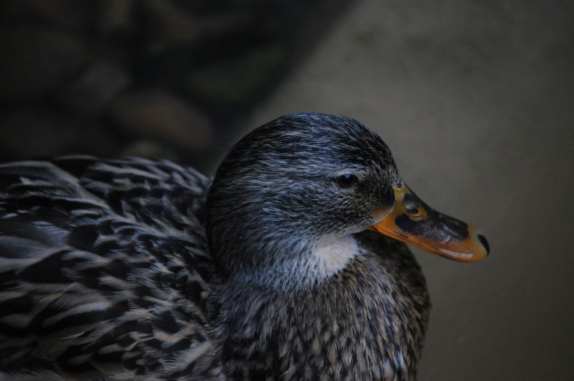 duck mallard female free photo