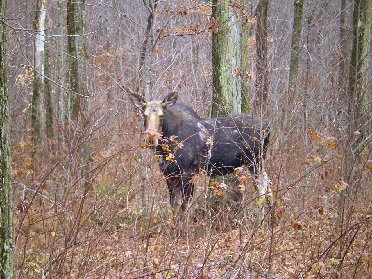 moose wild female moose free photo