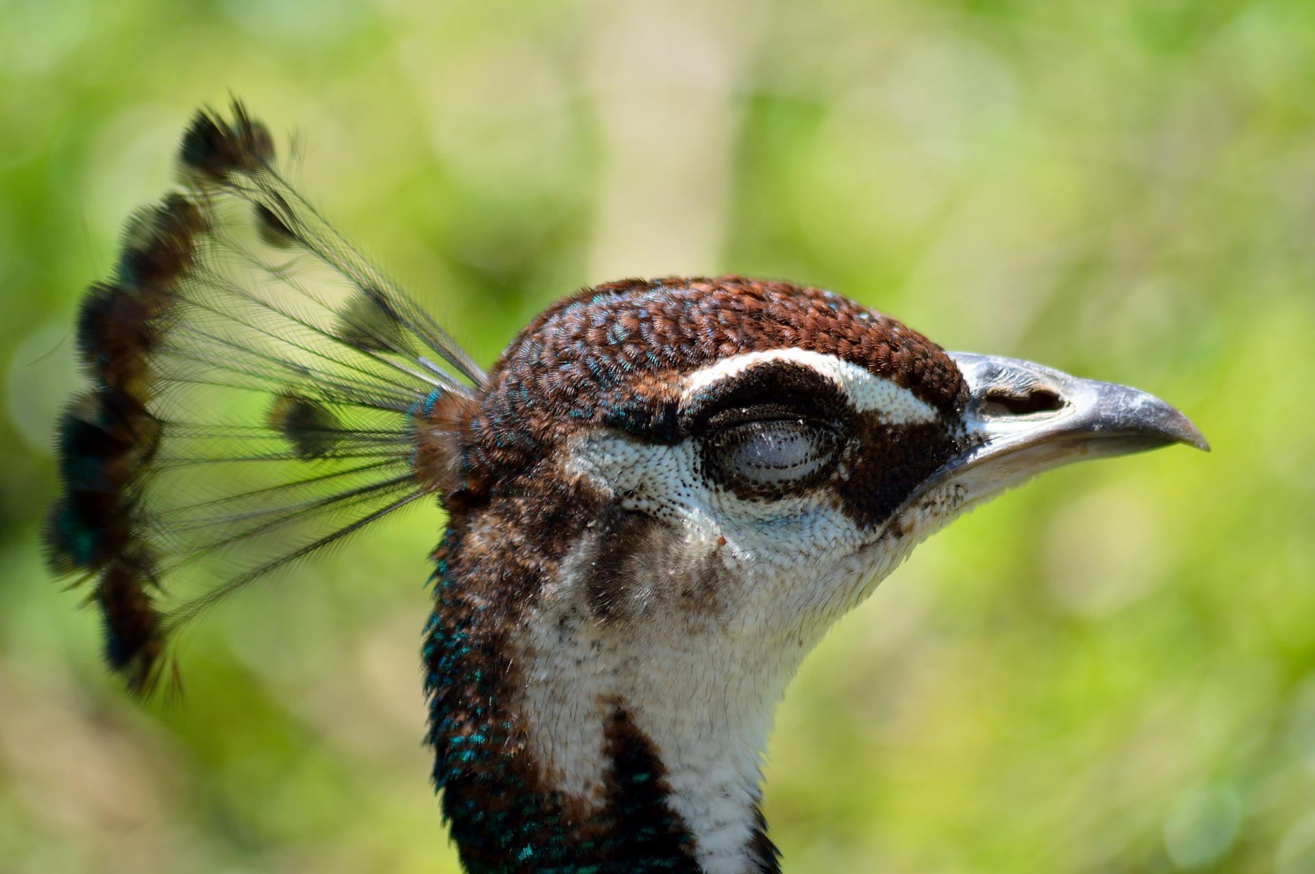 head real peacock free photo