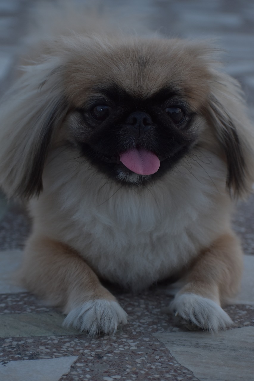 female pup pekingese fluffy free photo