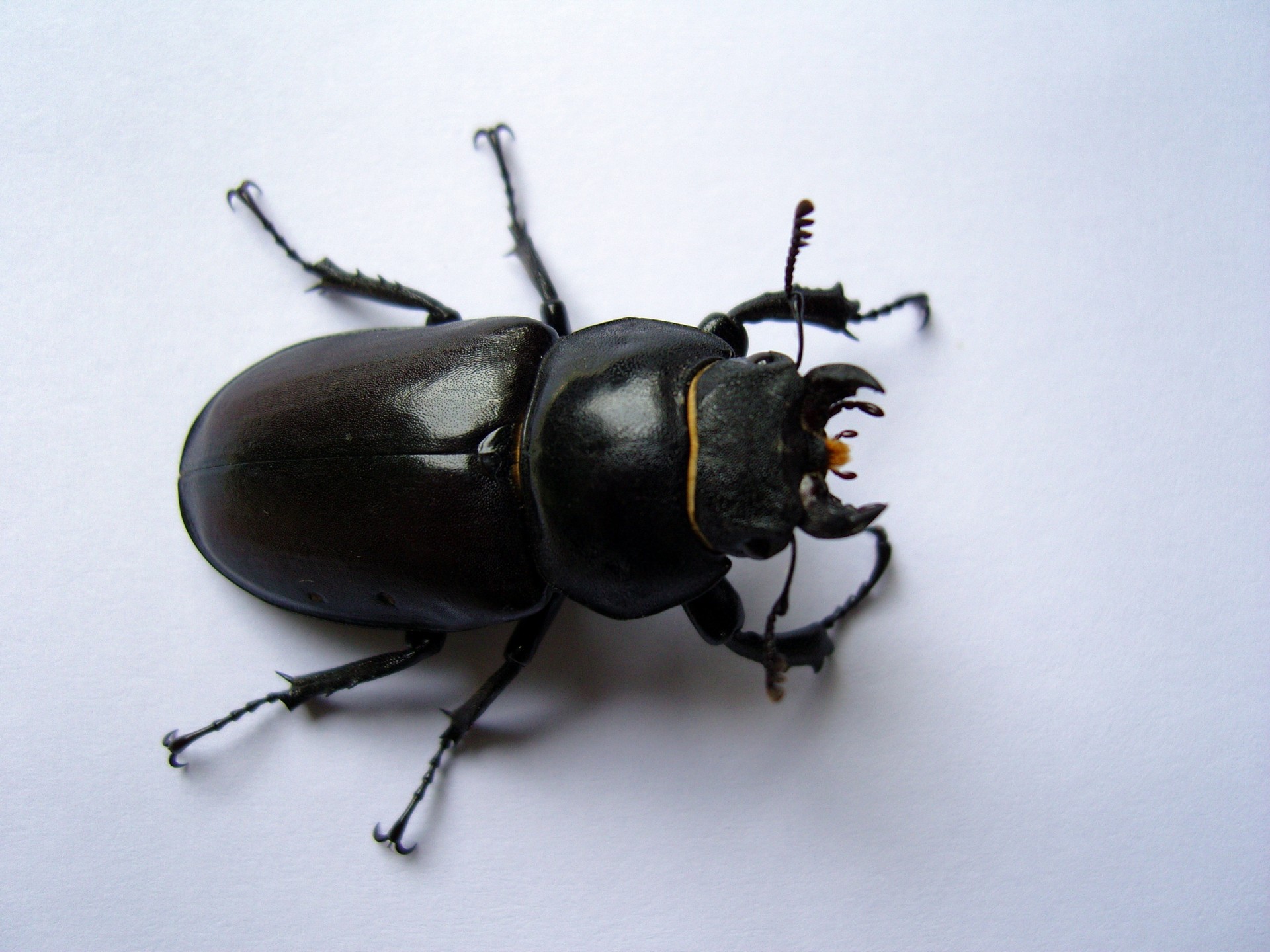 beetle lucanidae black insect free photo