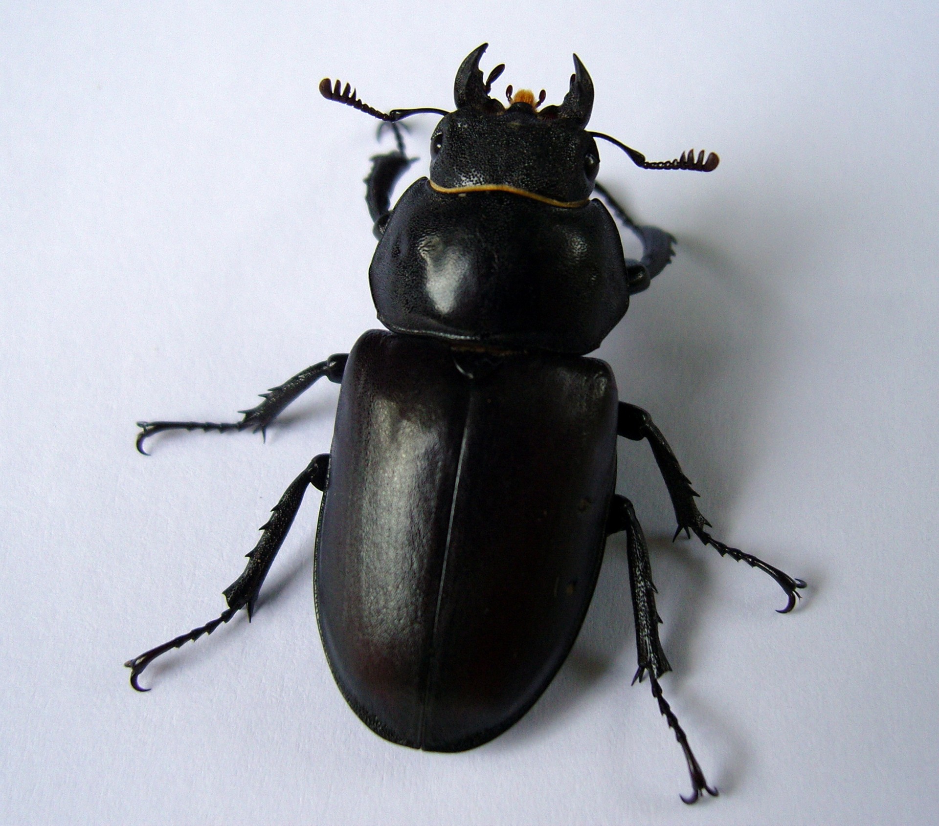 beetle lucanidae black insect free photo