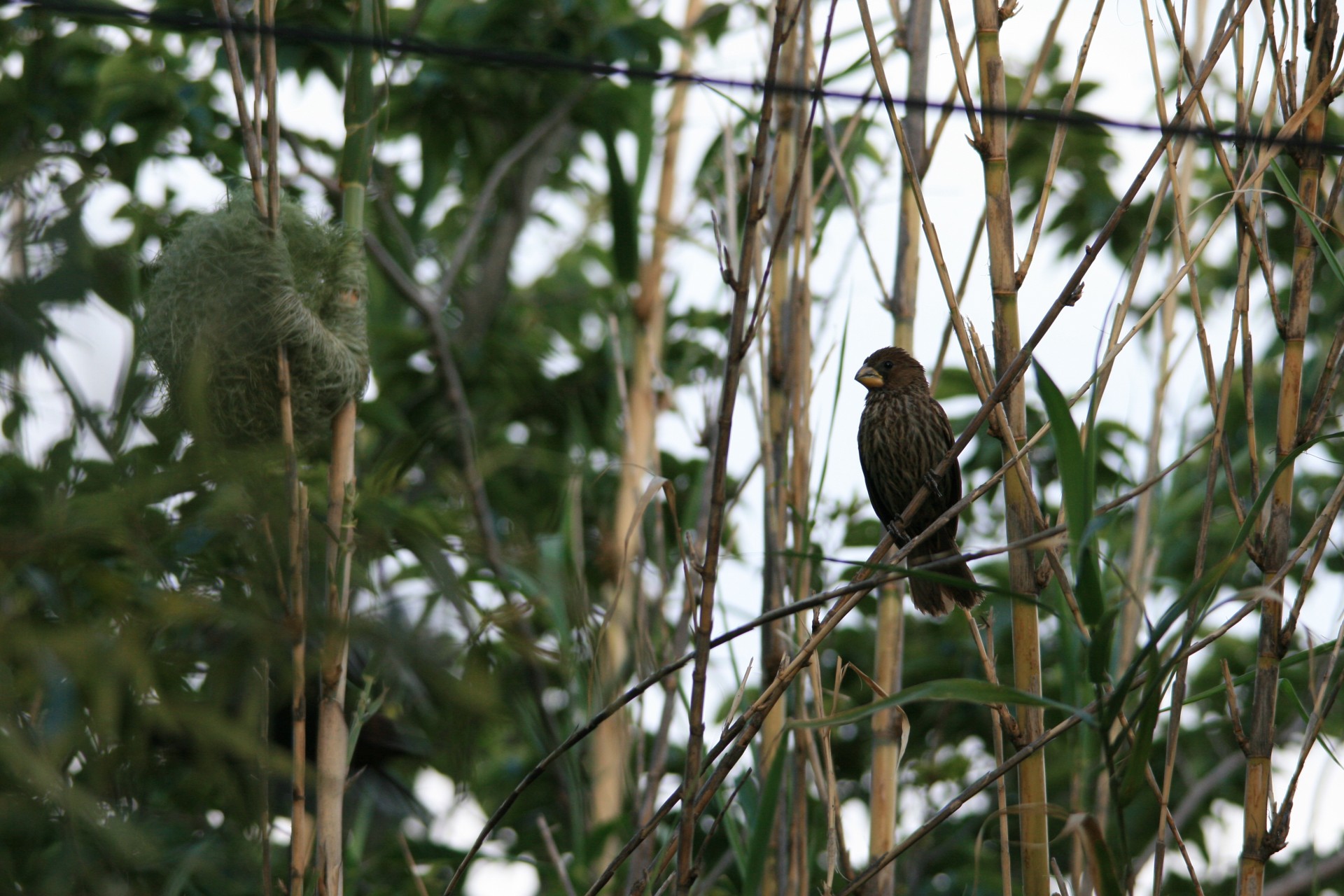 bird weaver thick-billed free photo