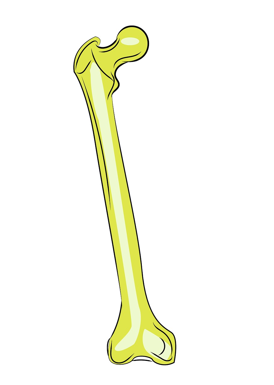 femur bones anatomy free photo