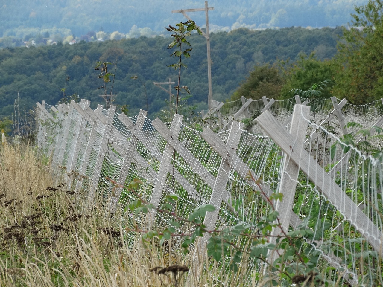 fence wildlife protection autumn free photo