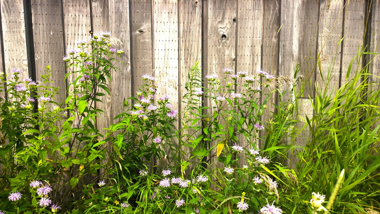 fence wildflowers trail free photo