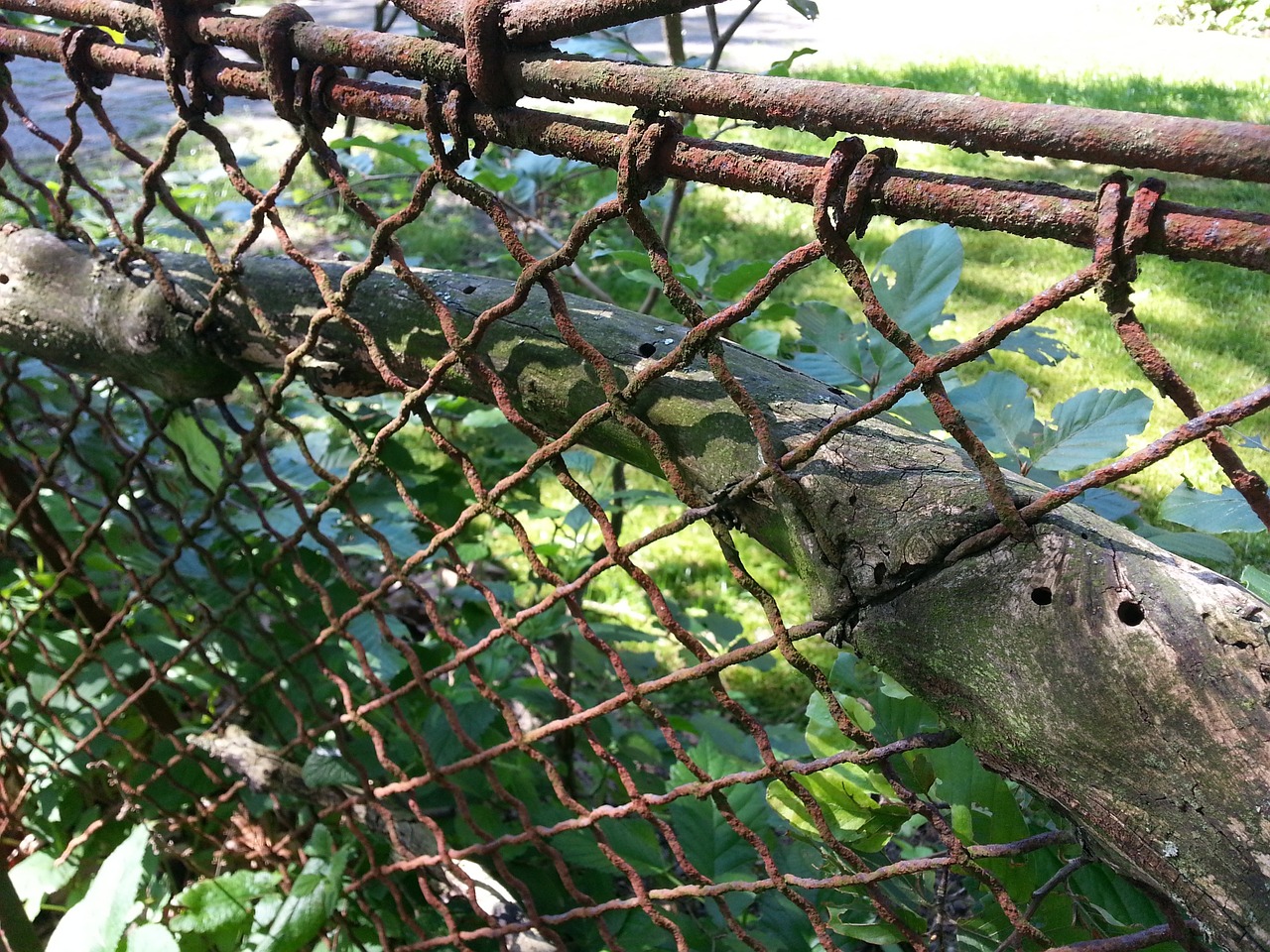 fence mesh wire fence overgrown free photo