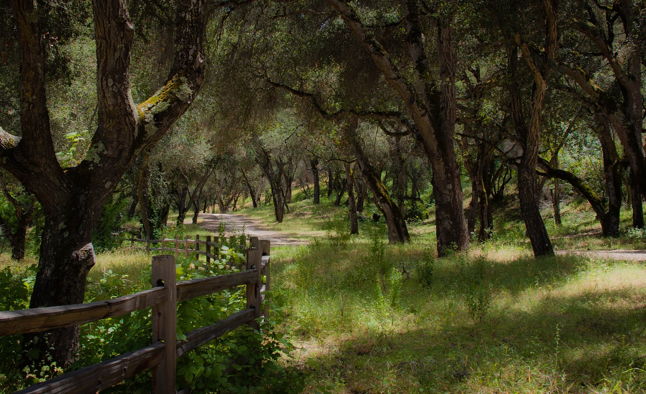 fence road landscape free photo