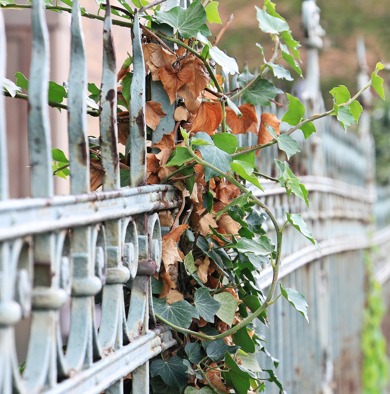 fence ivy iron free photo