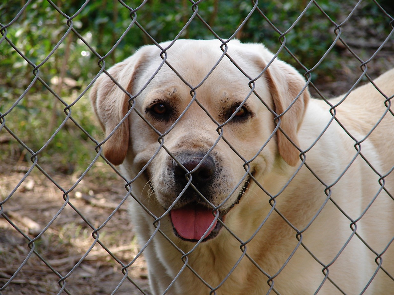 fence dog yellow lab free photo