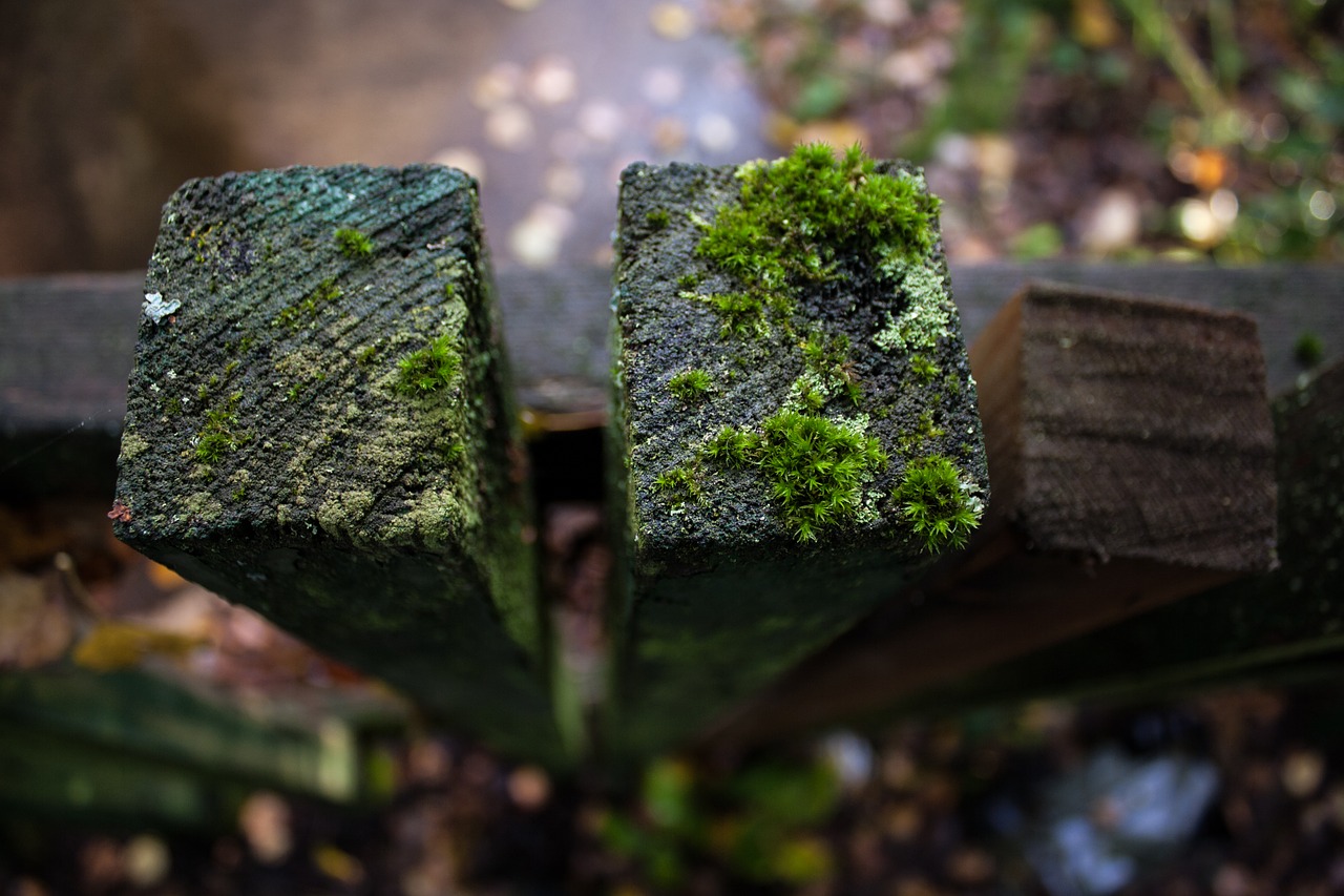 fence moss boards free photo