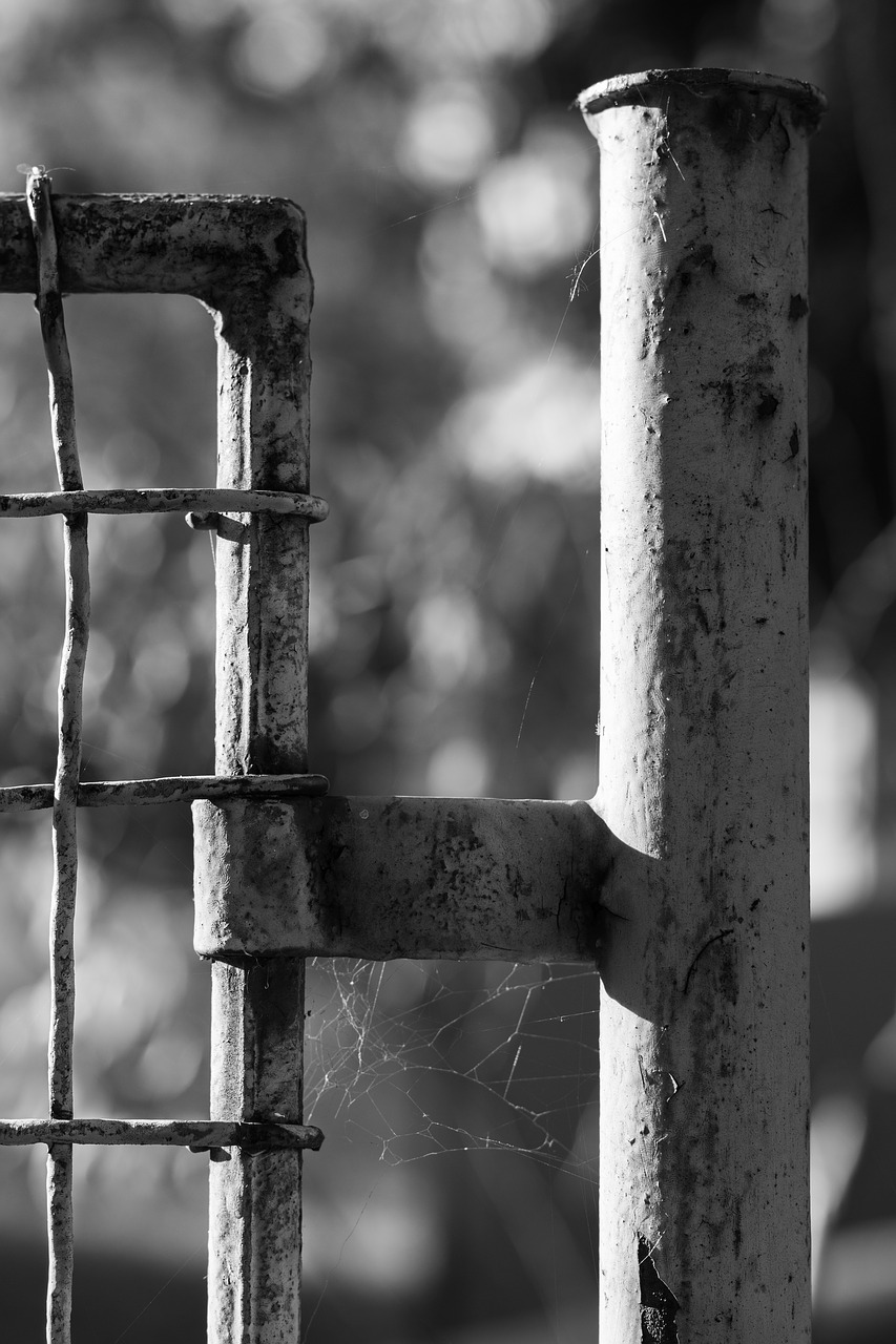 fence wires web free photo