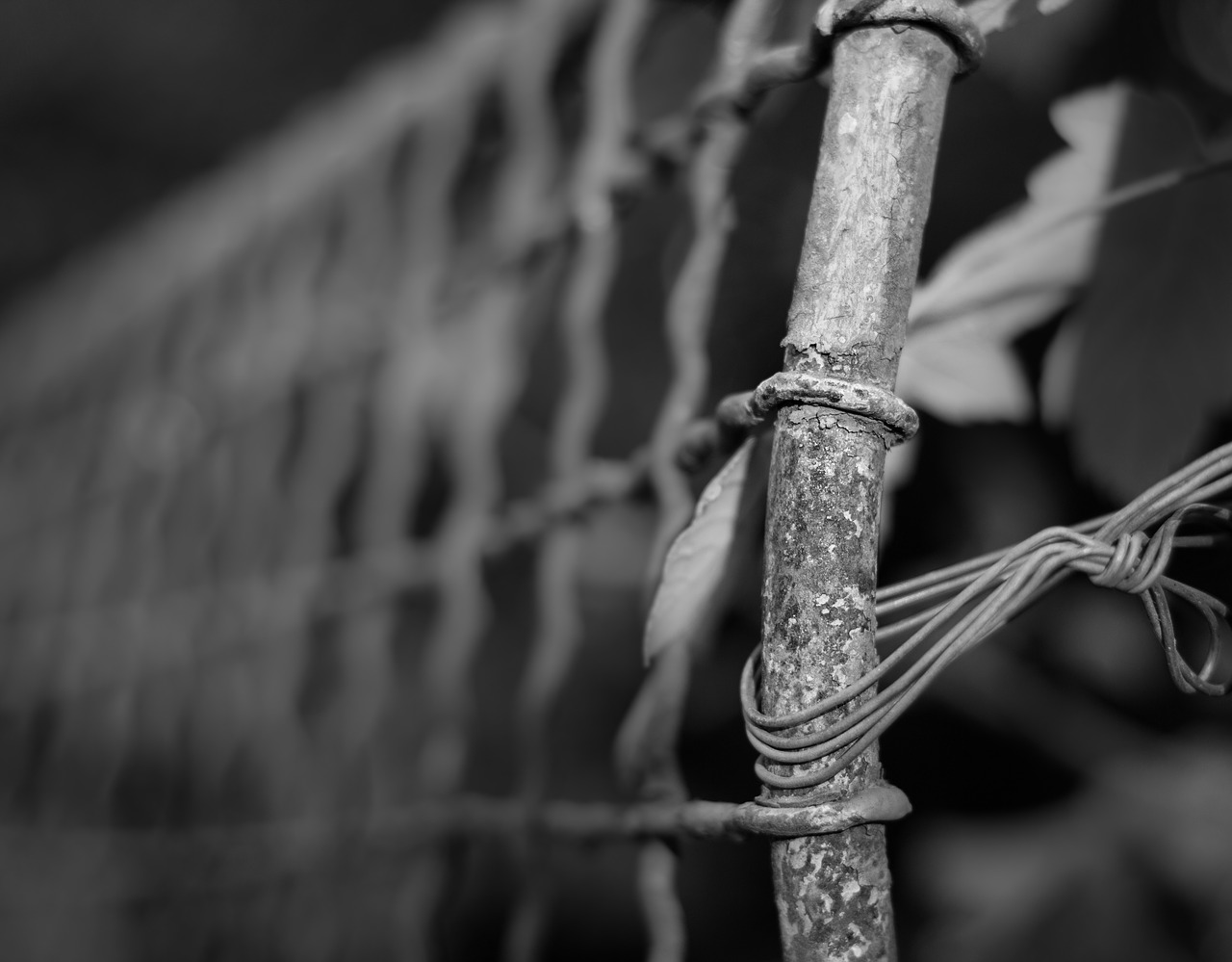 fence wire depth of sharpness free photo