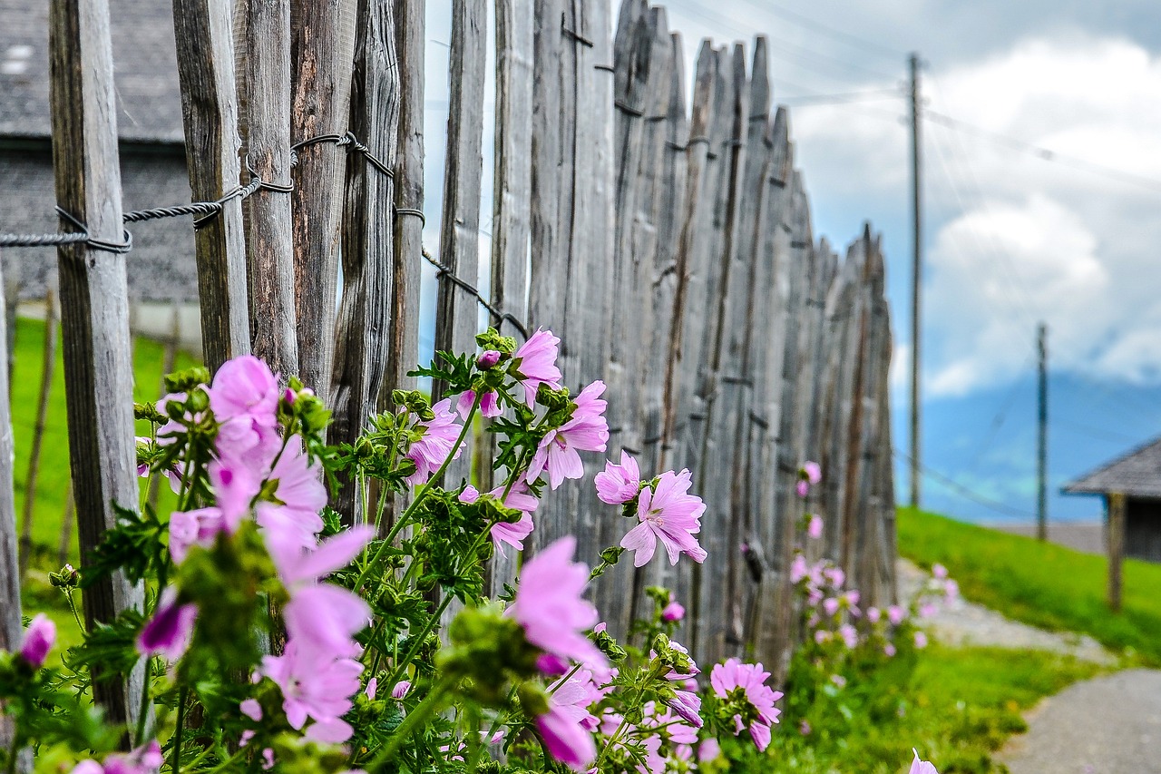 fence flowers plant free photo