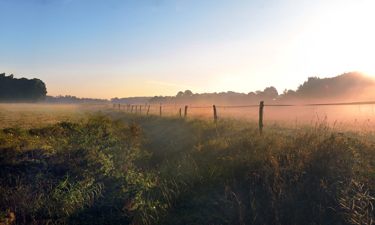 fence fog morning free photo