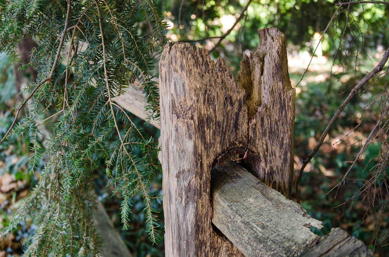 fence weathered summer free photo