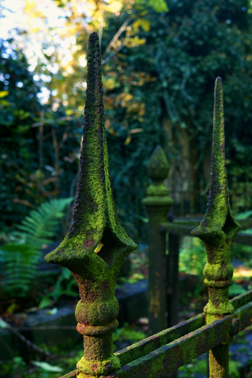 fence nature plants free photo