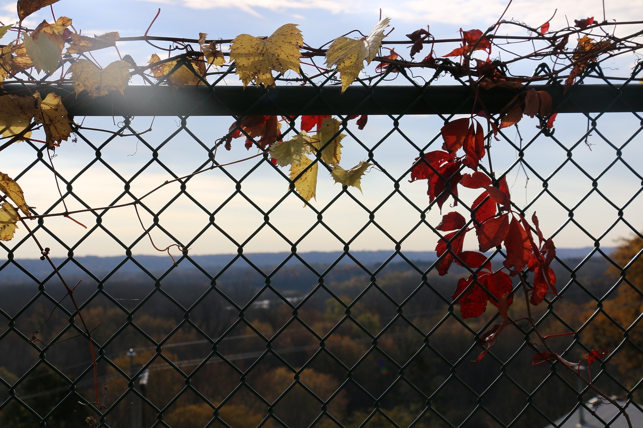 fence leaves autumn free photo