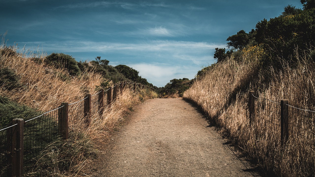 fence grass nature free photo