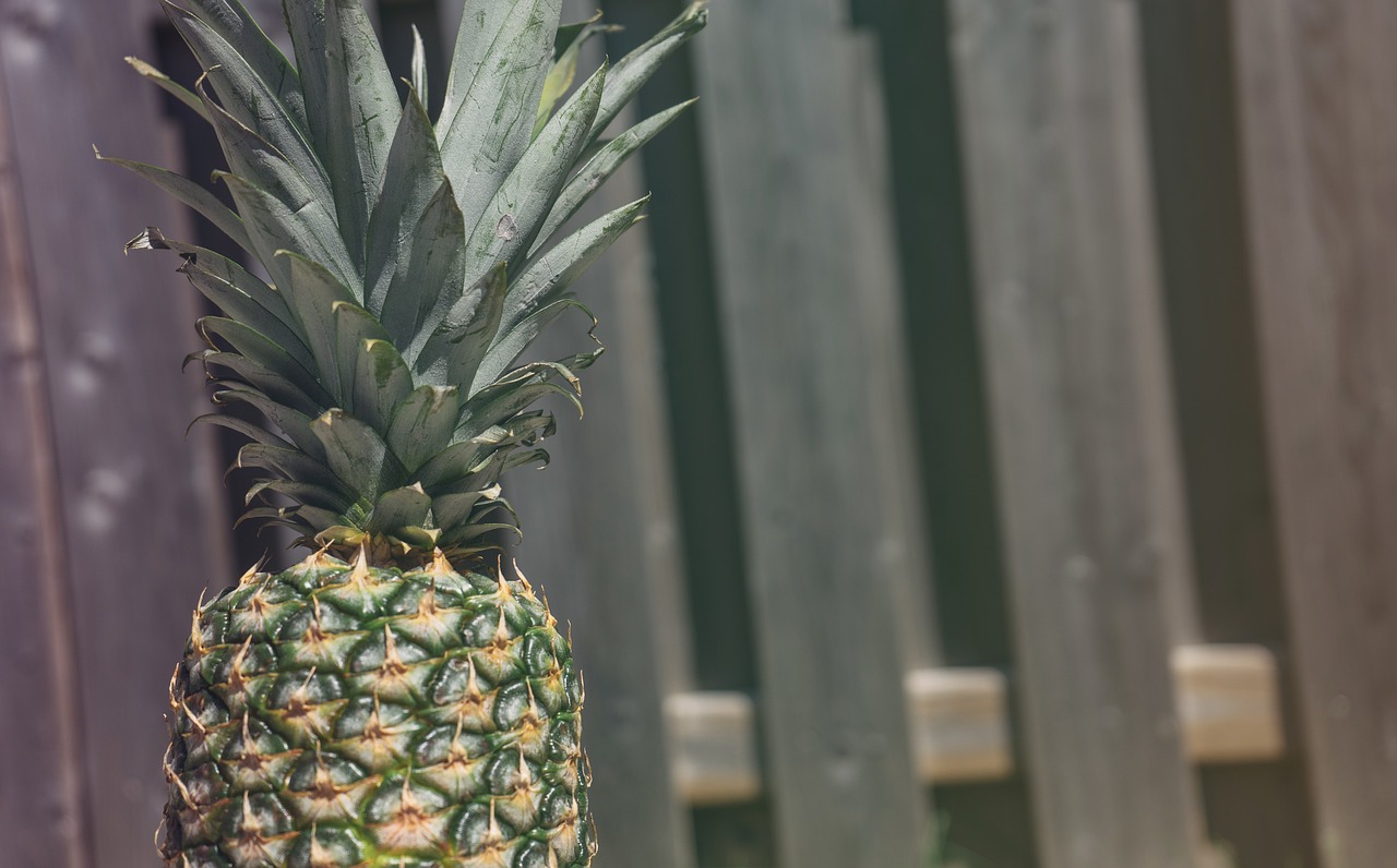 fence fruit pineapple free photo