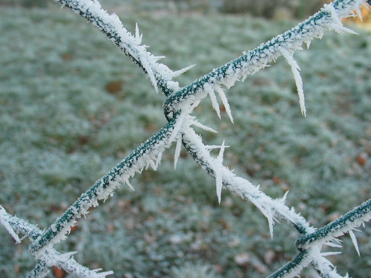 fence frost winter free photo