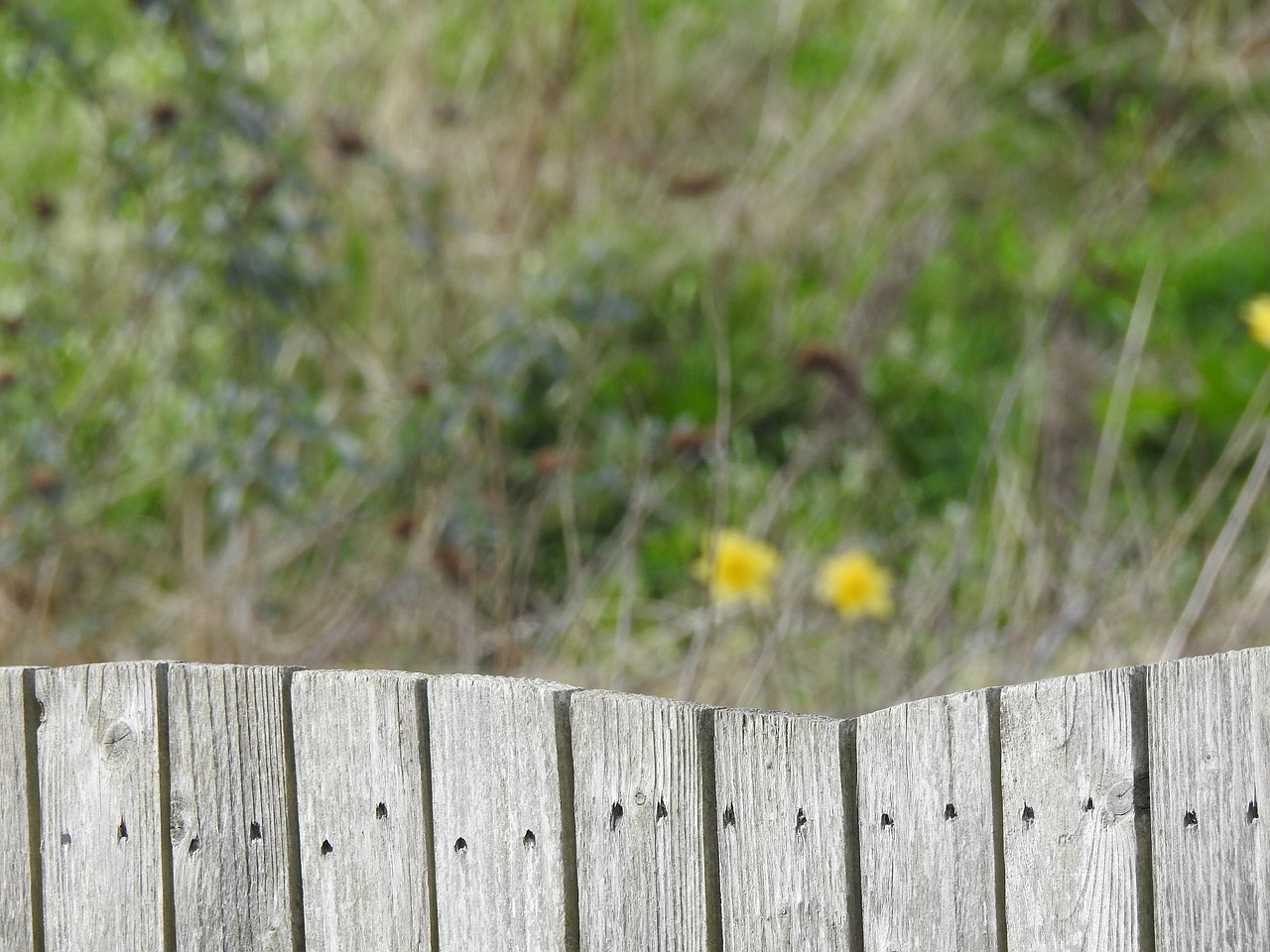 fence wood nature free photo