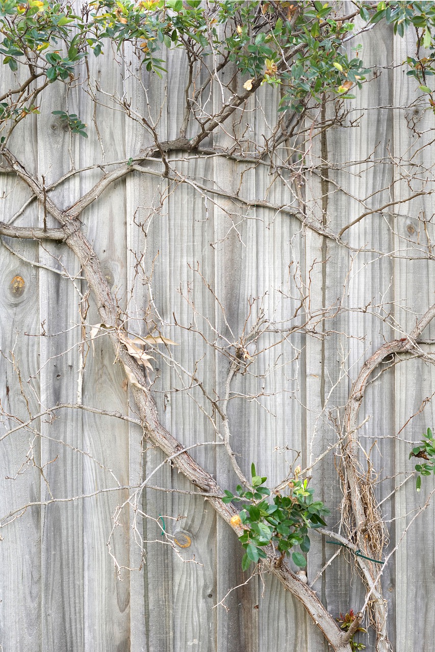 fence wall plant branch free photo