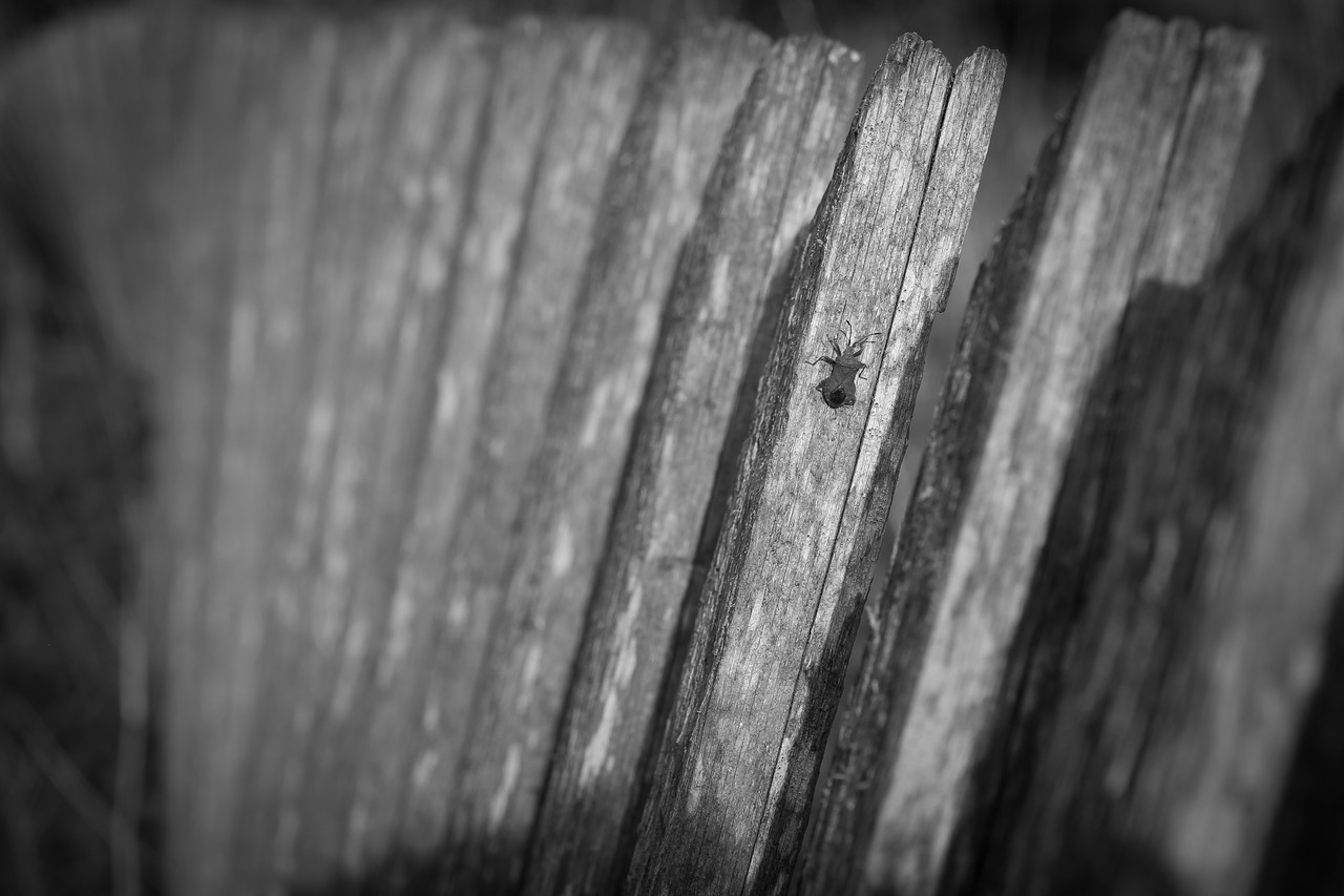 fence curved insect free photo